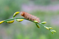 /album/foto-adriano/bruco-calliteara-pudibunda-falena-gatta-pelosa-jpg/